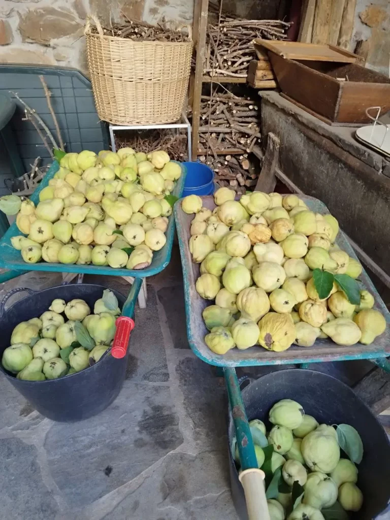 Cambio cosecha de membrillo